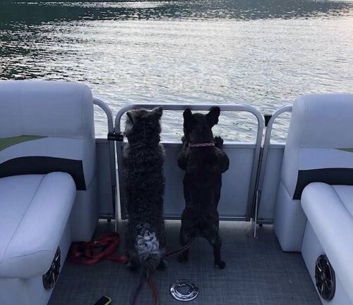 Two dogs on a boat